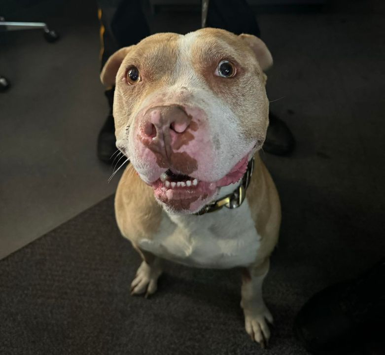 Galloway Township Police Seek Help in Reuniting Lost Dog with Family