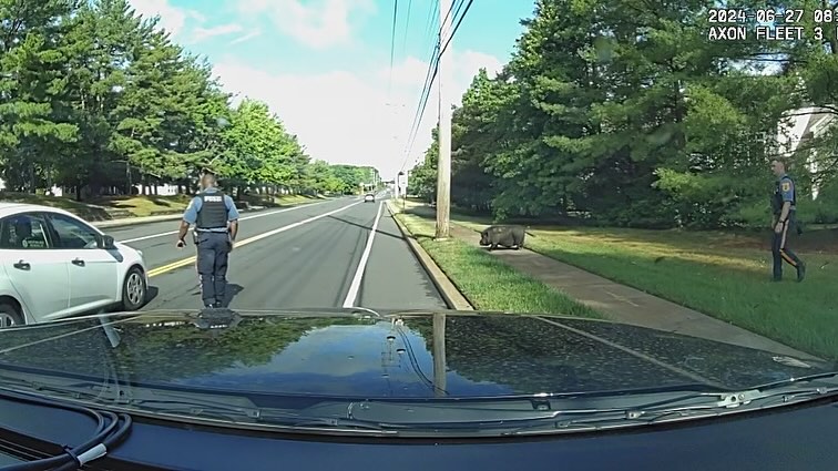 New Jersey Cops Go Hog Wild During Strange Encounter With Piggy Perp