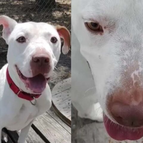 New beginnings await for kimmie, a resilient pup in need of a loving home - photo licensed by shore news network.