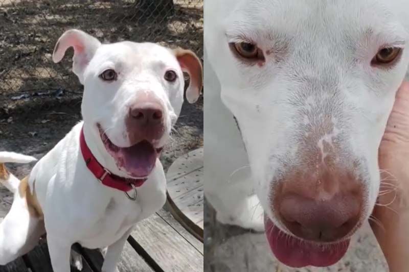 New Beginnings Await for Kimmie, a Resilient Pup in Need of a Loving Home