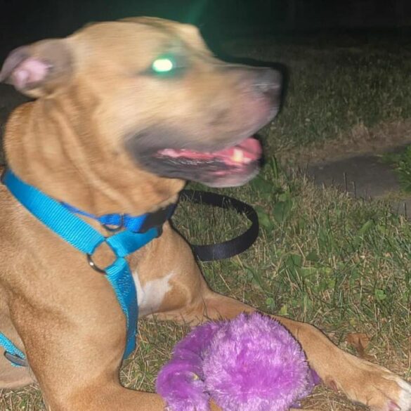 East brunswick police issue alert for found dog - photo licensed by shore news network.