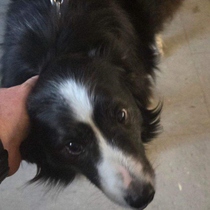 North Tonawanda Police Seek Owner of Found Border Collie
