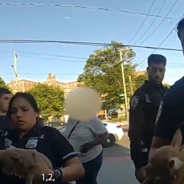 Nyc woman charged after packing puppies into hot backpack on sweltering day - photo licensed by shore news network.