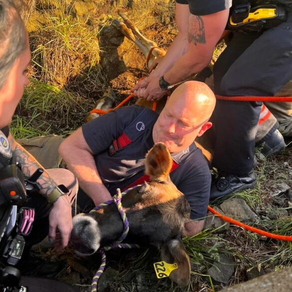 Cow trapped on akron highway, safely rescued - photo licensed by shore news network.