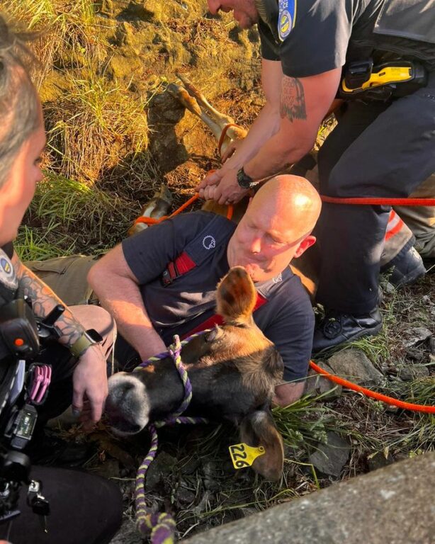 Cow Trapped on Akron Highway, Safely Rescued