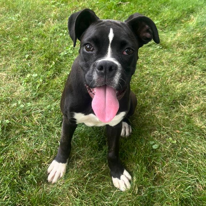 East Brunswick Police Seek Help in Reuniting Lost Dogs with Owners East Brunswick Police Seek Help in Reuniting Lost Dogs with Owners
