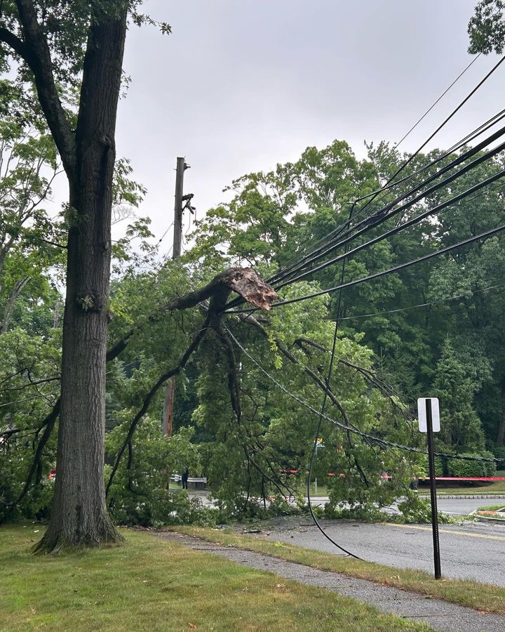 Road Closure on Grandview Avenue Due to Fallen Tree and Power Lines