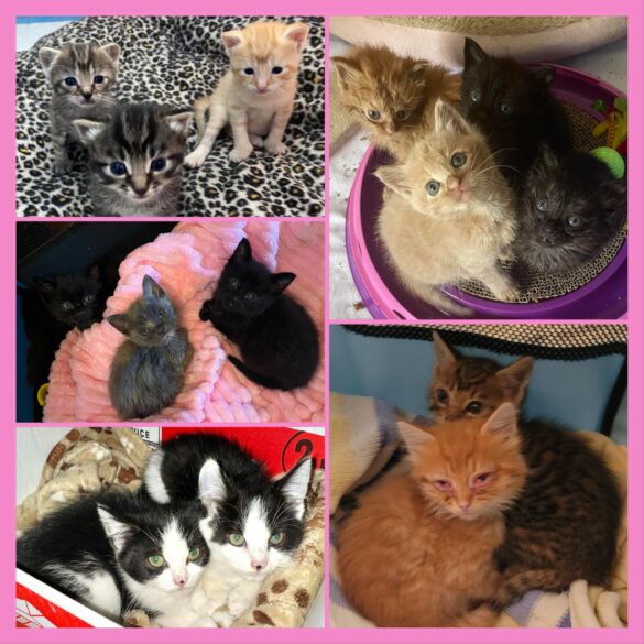 Overwhelmed sanctuary seeks urgent help for 100+ foster kittens - photo licensed by shore news network.
