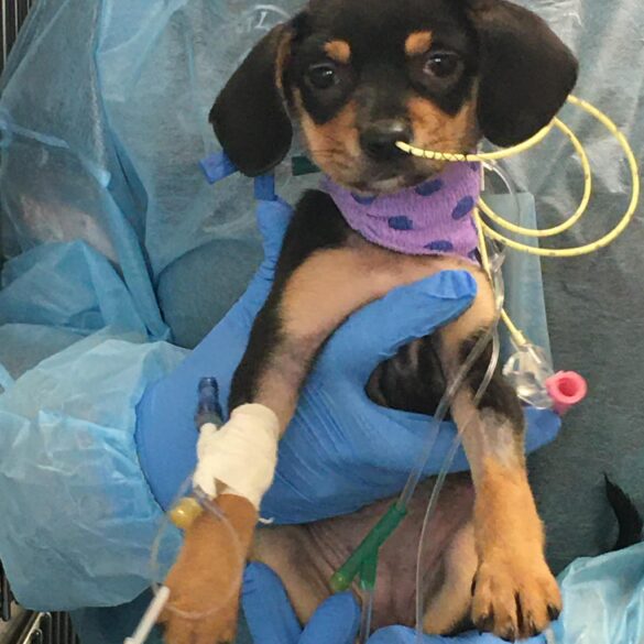 Nj rescue fights to save parvo-stricken puppies - photo licensed by shore news network.