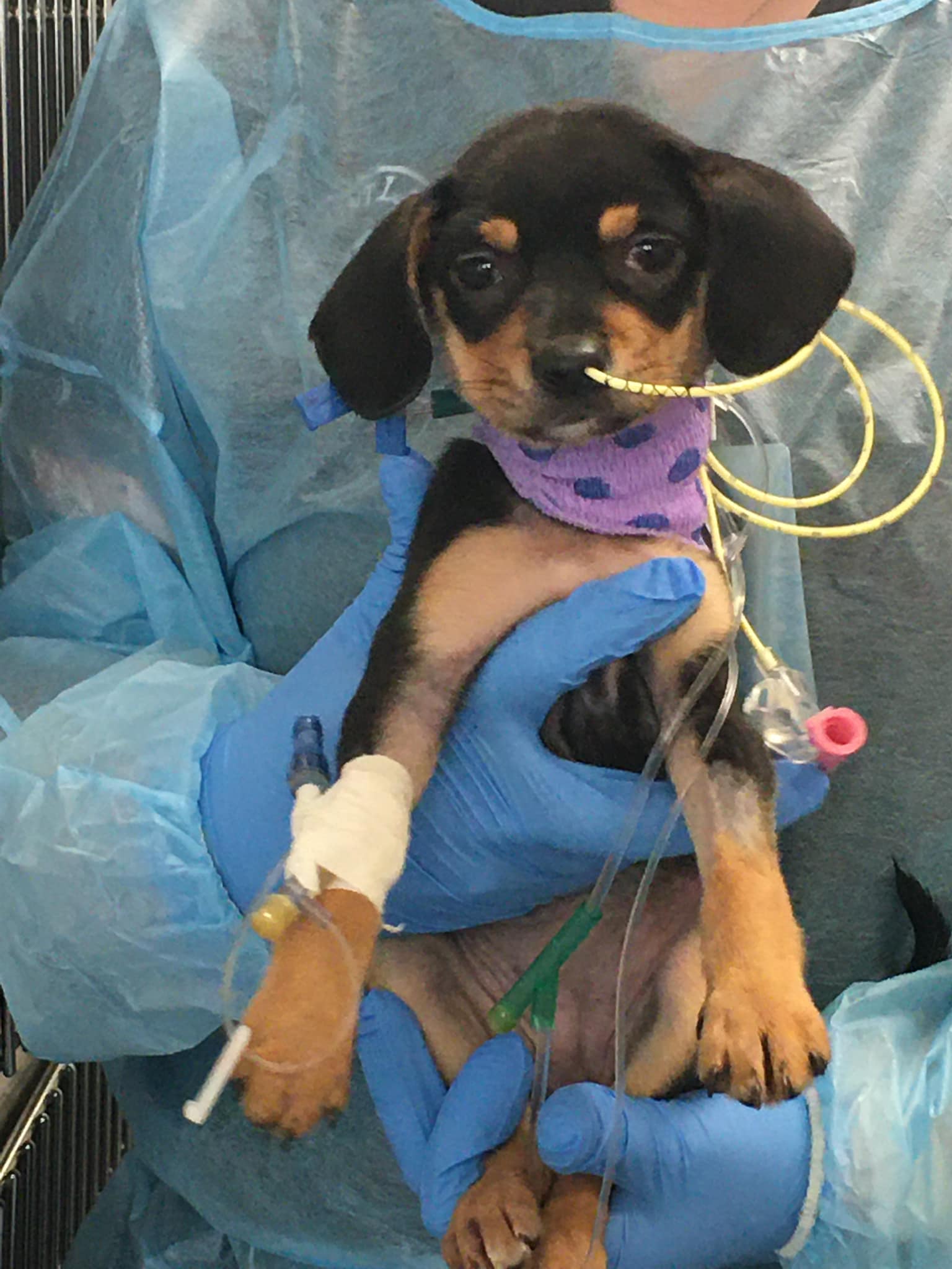 NJ Rescue Fights to Save Parvo-Stricken Puppies