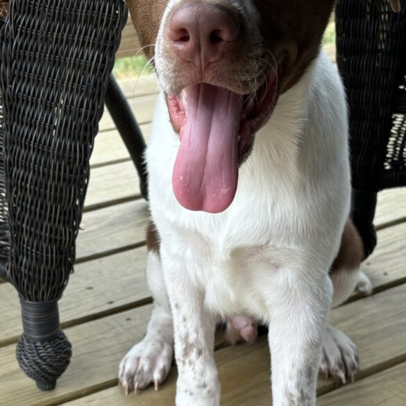 The puppy with a playful heart seeks a forever home in nj - photo licensed by shore news network.