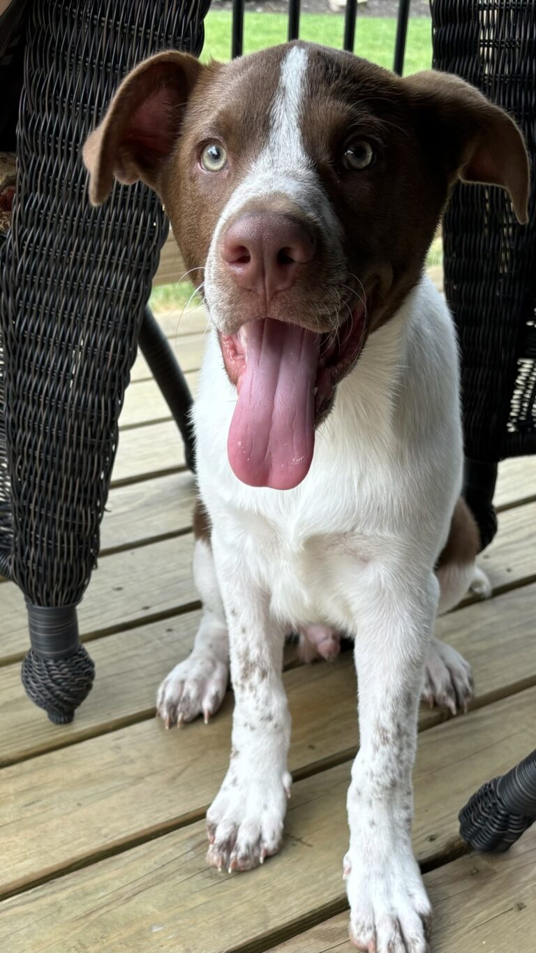 The puppy with a playful heart seeks a forever home in nj - photo licensed by shore news network.