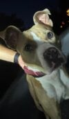 Lost pup in egg harbor: help find her home