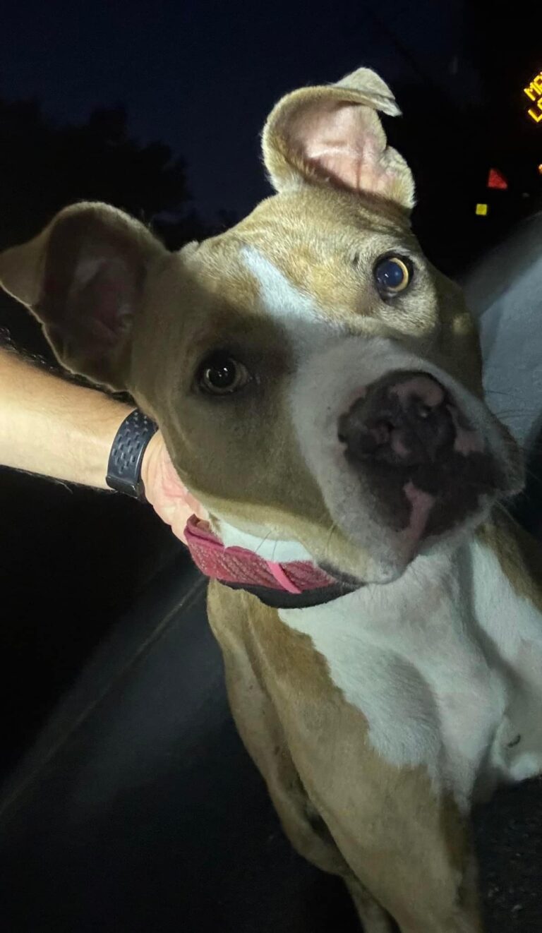 Lost pup in egg harbor: help find her home - photo licensed by shore news network.