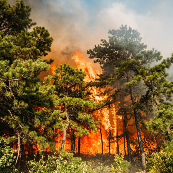 Rain helps firefighters at 1,000 acre new jersey forest fire - photo licensed by shore news network.