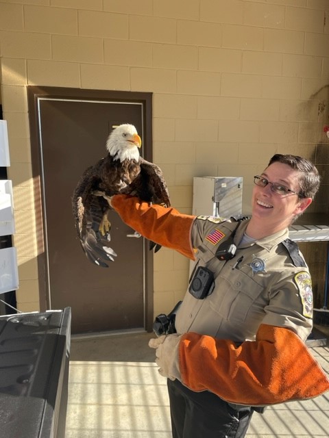 Injured Bald Eagle Rescued from Landfill by Virginia Deputy