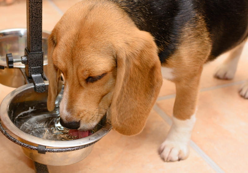 How and Where to Keep Your Dog Cool on a Hot Day in New Jersey How and Where to Keep Your Dog Cool on a Hot Day in New Jersey