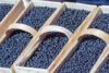 Argos farm hosts annual blueberry festival