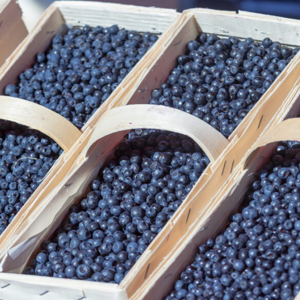 Argos farm hosts annual blueberry festival - photo licensed by shore news network.