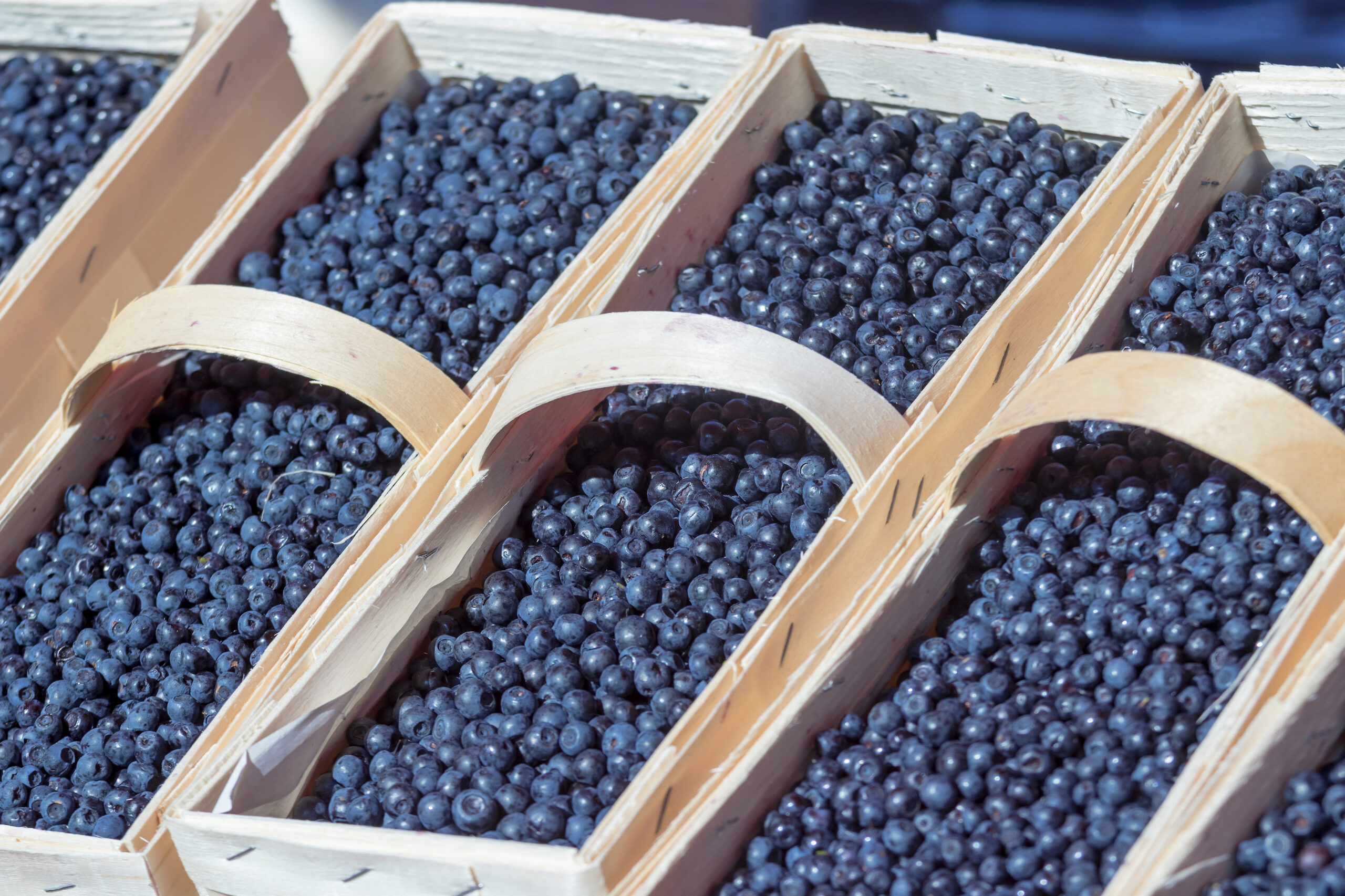 Argos Farm Hosts Annual Blueberry Festival