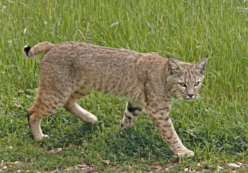 Rabid Bobcat Euthanized in Virginia Beach