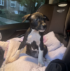 Dog stolen in d. C. Armed robbery