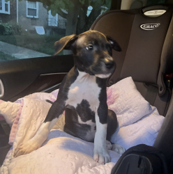 Dog Stolen in D.C. Armed Robbery