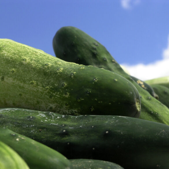 What to do with your garden grown jersey fresh cucumbers - photo licensed by shore news network.