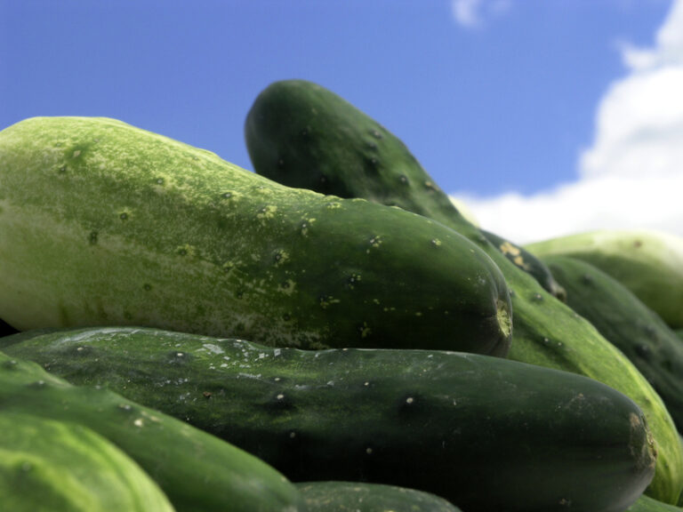 What to do with your garden grown jersey fresh cucumbers - photo licensed by shore news network.