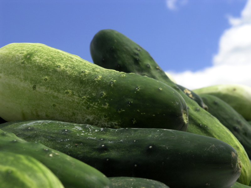 What To Do With Your Garden Grown Jersey Fresh Cucumbers