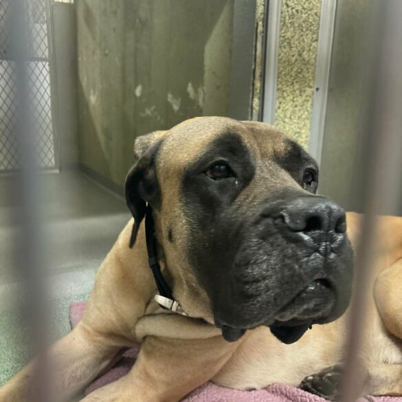 Dog found tied to light pole on southern state parkway - photo licensed by shore news network.