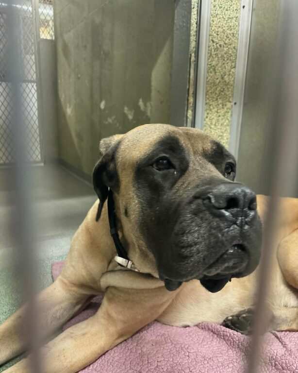 Dog Found Tied to Light Pole on Southern State Parkway