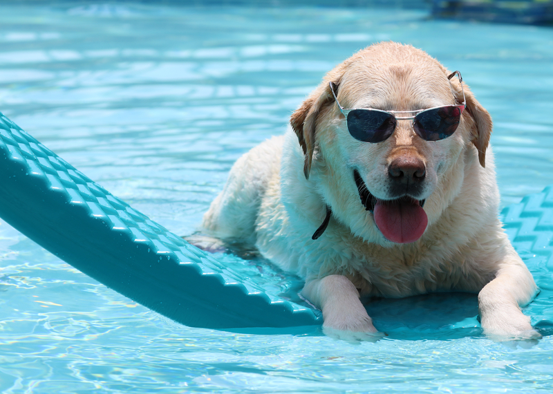 How and Where to Keep Your Dog Cool on a Hot Day in New Jersey