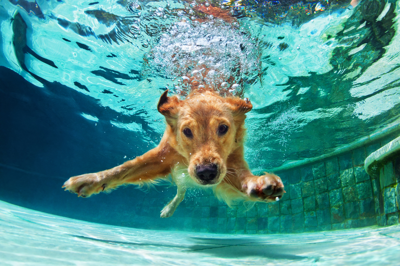 How and Where to Keep Your Dog Cool on a Hot Day in New Jersey How and Where to Keep Your Dog Cool on a Hot Day in New Jersey
