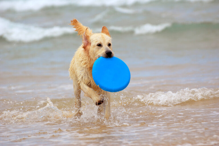 Escaping the heat with your dog in delaware: where to cool off - photo licensed by shore news network.