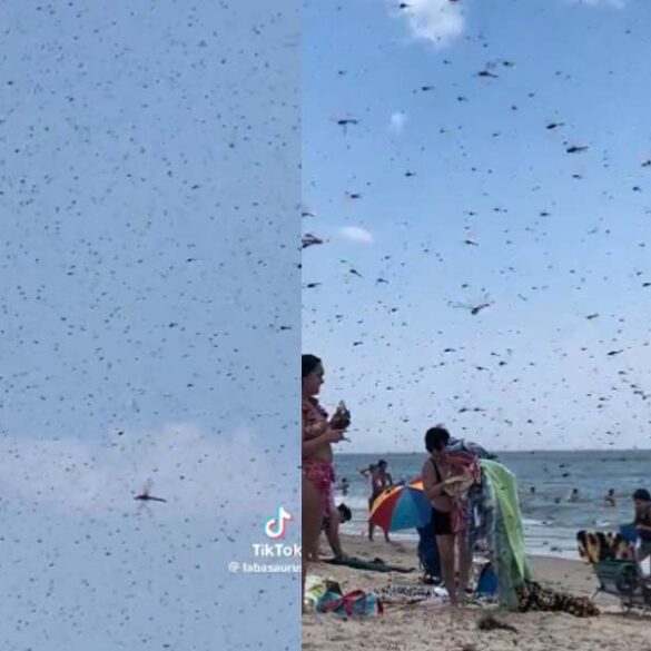 Video shows massive dragonfly swarm overwhelming beach in rhode island - photo licensed by shore news network.