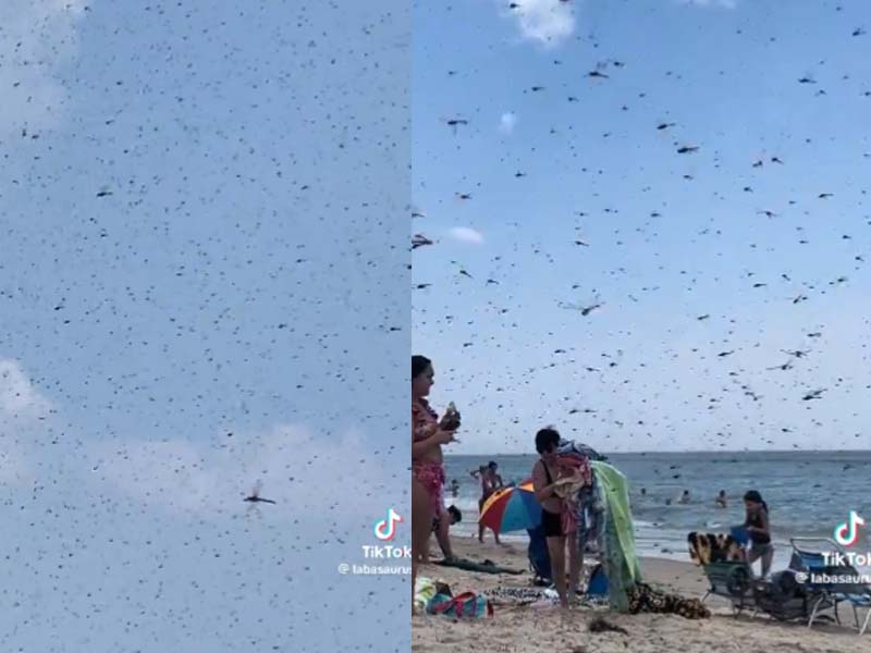 Video Shows Massive Dragonfly Swarm Overwhelming Beach In Rhode Island