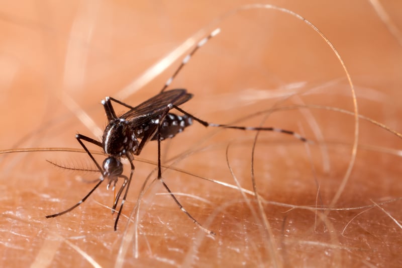 CDC Issues Dengue Warnings After 41 New Jersey Travelers Infected