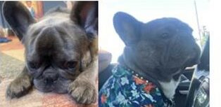 Dog Stolen at Gunpoint in D.C