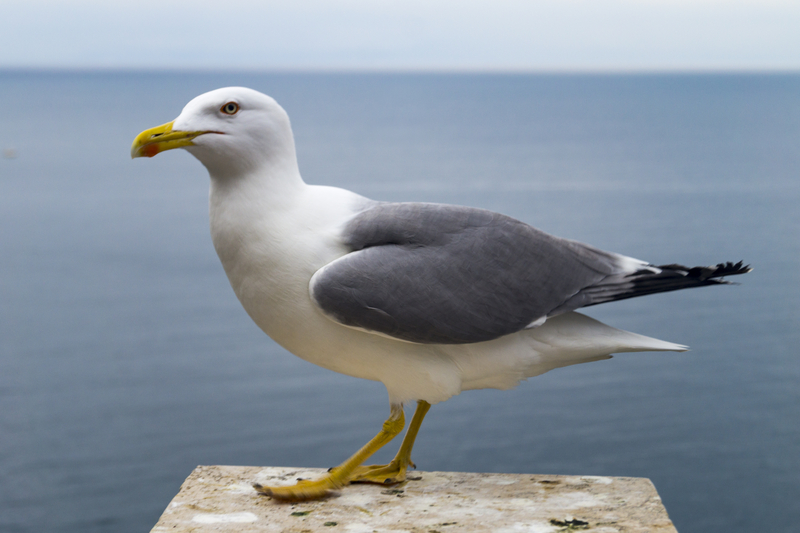 Man Charged for Decapitating Seagull at New Jersey Boardwalk