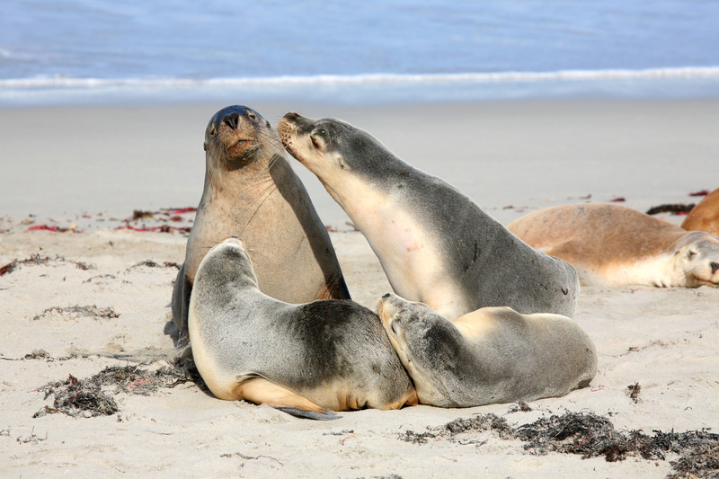 Marine Mammal Stranding Center to Host Fundraiser at Hidden Sands Brewing Company