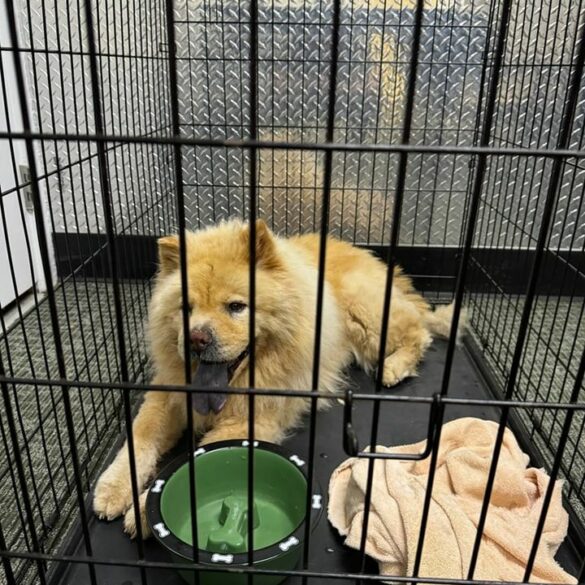 Found dog in westfield: police seek owner - photo licensed by shore news network.