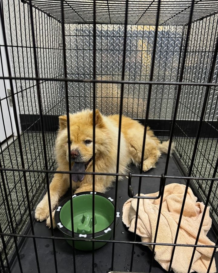 Found Dog in Westfield: Police Seek Owner