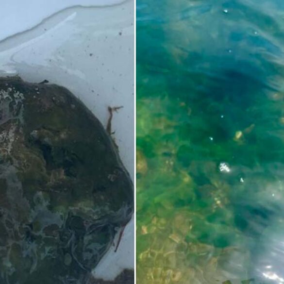 Pet health warning issued for dangerous algae bloom in maryland - photo licensed by shore news network.