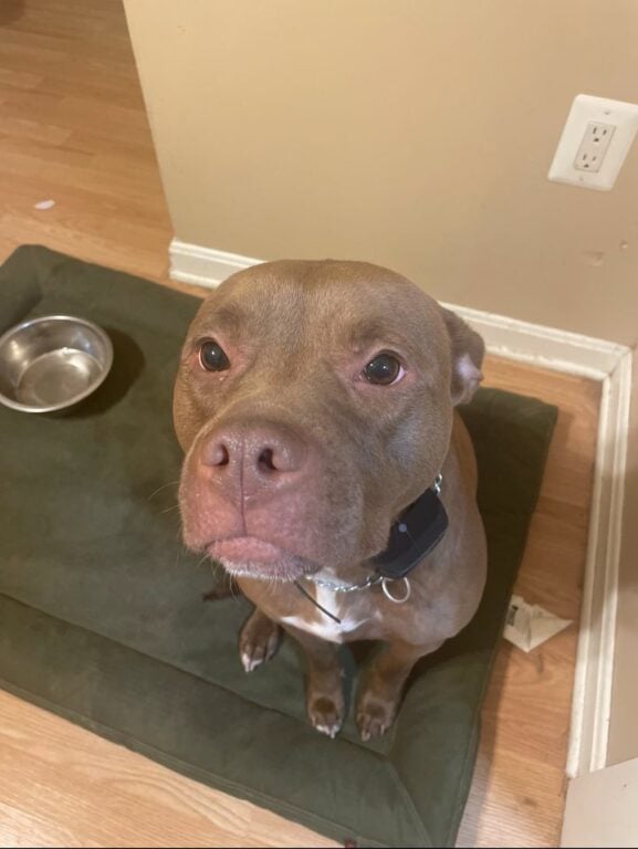 Daughter Calls Police After Father Beat and Killed Their 5-Year-Old Pit Bull