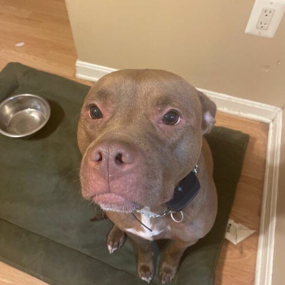 Daughter calls police after father beat and killed their 5-year-old pit bull - photo licensed by shore news network.