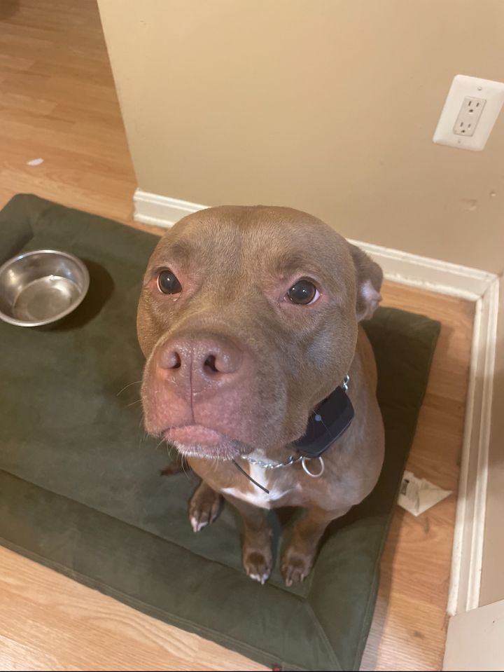 Daughter Calls Police After Father Beat and Killed Their 5-Year-Old Pit Bull