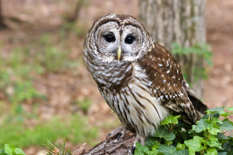Biden administration announces plan to kill 450,000 owls at cost of $230 million - photo licensed by shore news network.