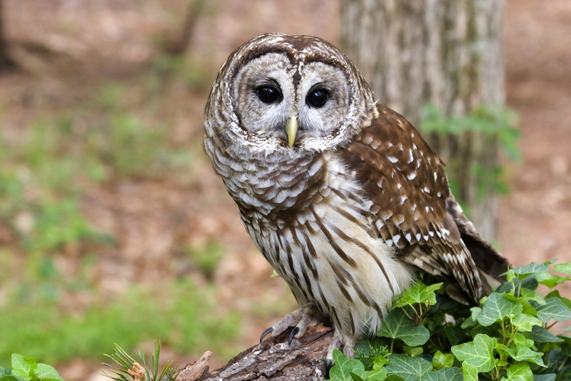Biden Administration Announces Plan to Kill 450,000 Owls at Cost of $230 Million