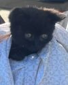 South jersey cops save small kitten trapped in storm drain